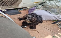 Cockapoo dogs for sale: Female Cockapoo  - Image 10
