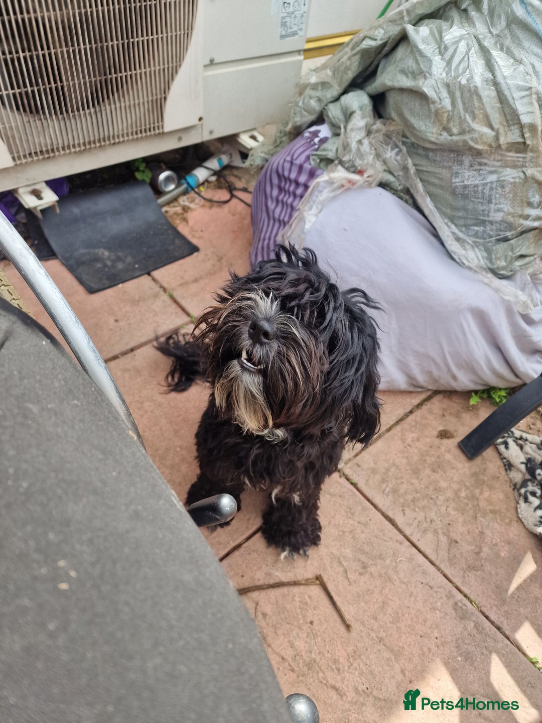 Cockapoo dogs for sale: Female Cockapoo  - Image 10