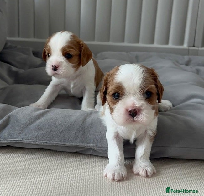 Cavalier King Charles Spaniel dogs 4 PURE Cavalier King Charles spaniel puppies - Advert 15