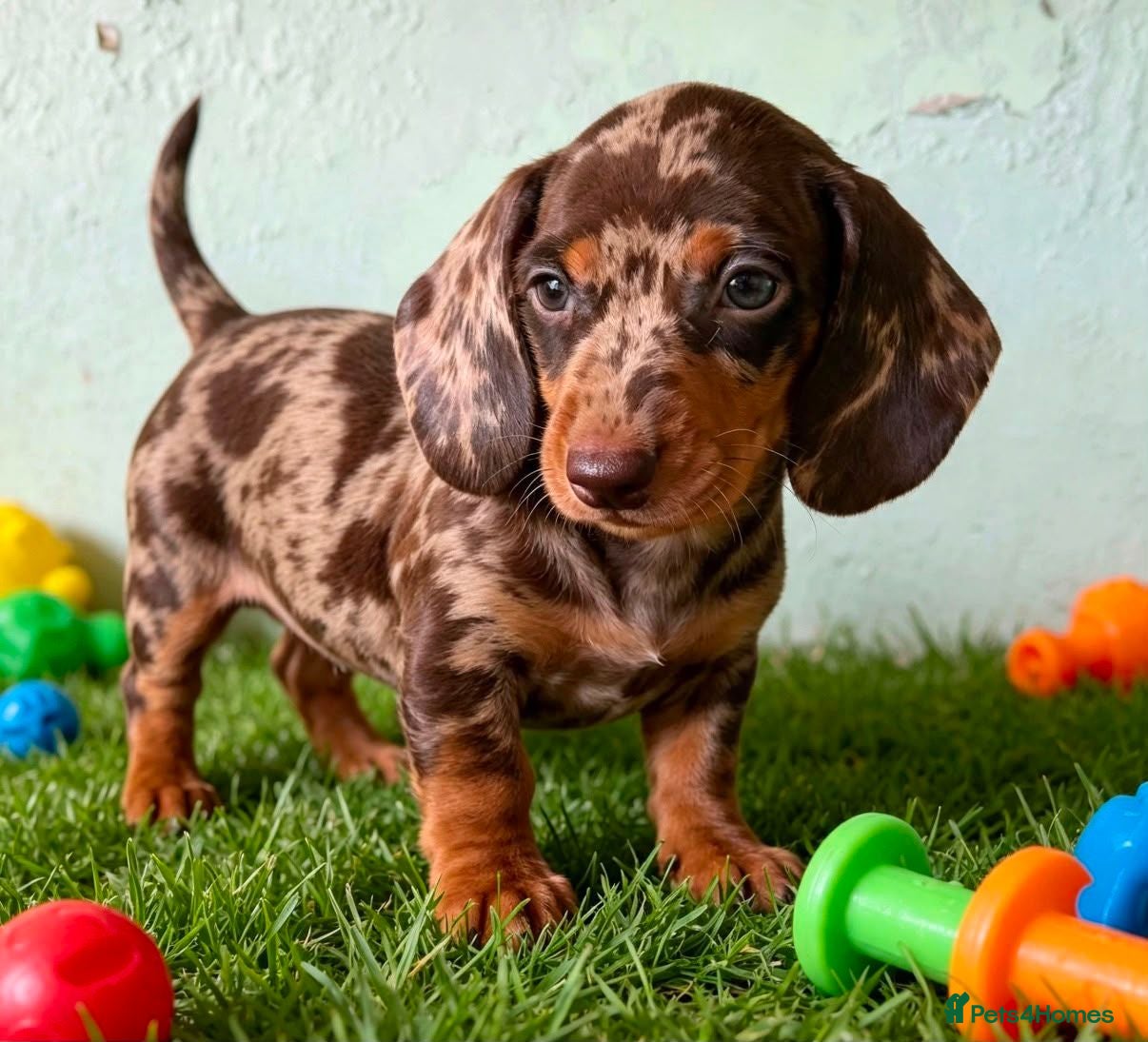 Miniature Dachshund dogs 🐾 Gorgeous Miniature Dachshund Puppies 🐾 - Advert 1