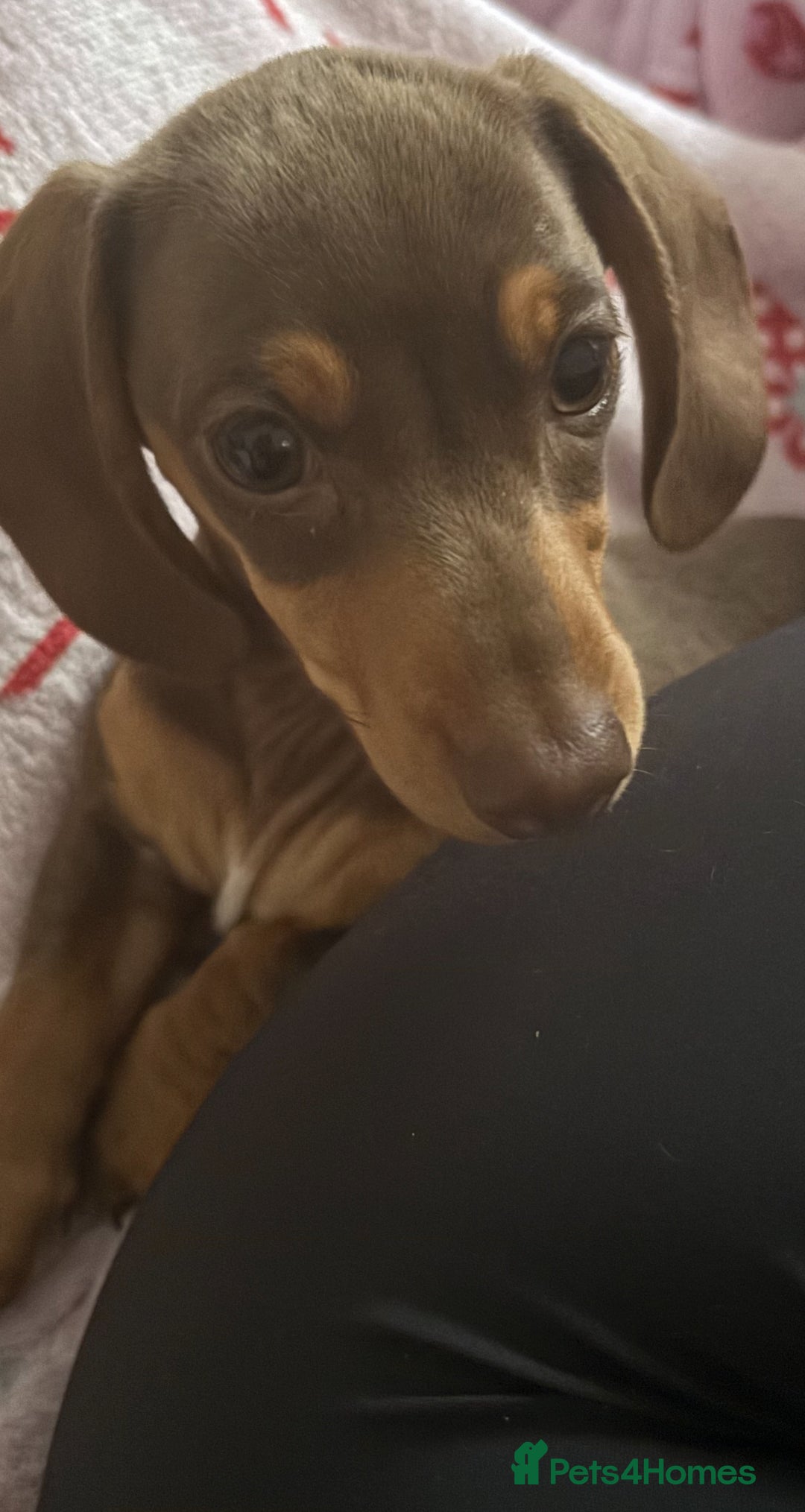 Miniature Dachshund dogs for sale: Beautiful brown mini dachshund  - Advert 1