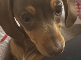 Miniature Dachshund dogs Beautiful brown mini dachshund - Advert 6