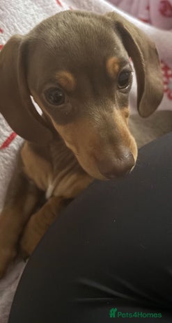 Miniature Dachshund dogs Beautiful brown mini dachshund - Advert 1