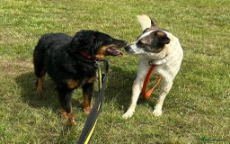 Mixed Breed dogs for adoption: Paige - Norwich Norfolk  - Image 12