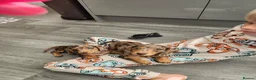 Miniature Dachshund dogs for sale:  💖💖 2Beautiful girls ready now 💖💖 - Advert 3