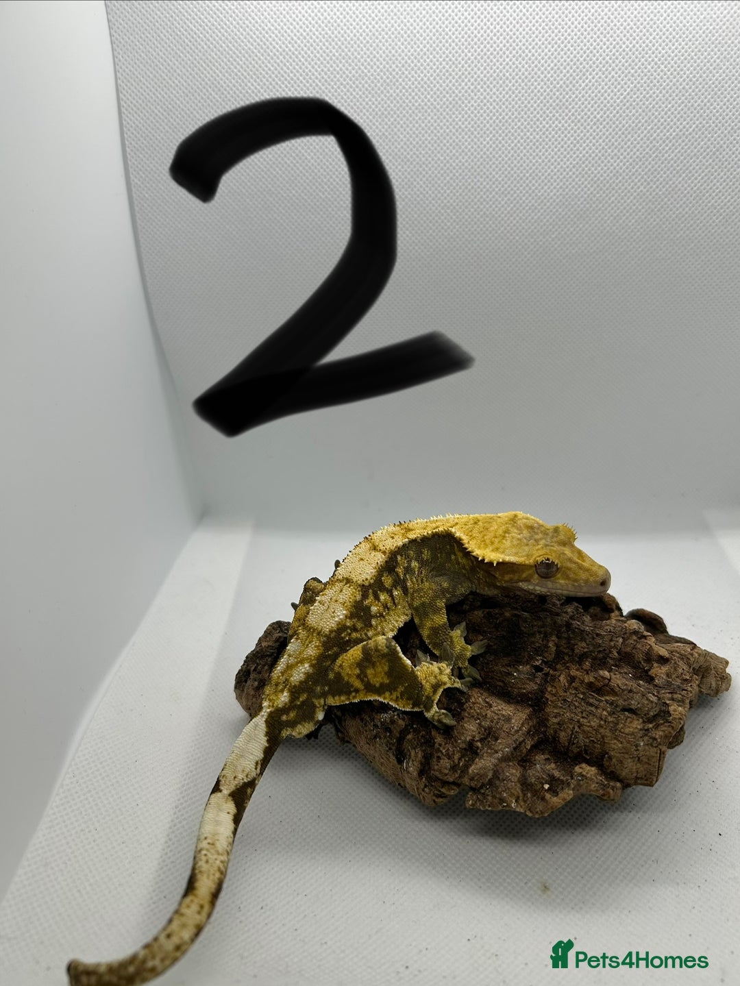 Gecko reptiles for sale: Male crested geckos - Advert 14