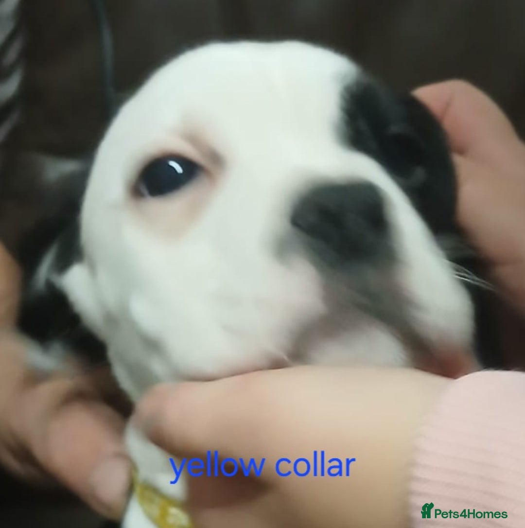 Mixed Breed dogs for sale: English bulldog vs English cockerspaniel - Advert 2