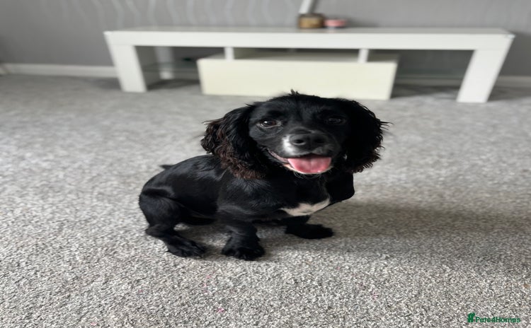 Cocker Spaniel dogs - Advert 2