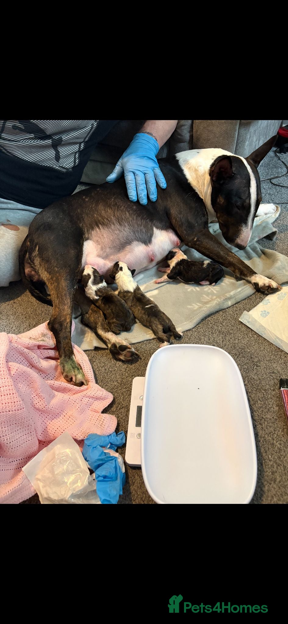 English Bull Terrier dogs 1x english bull terrier pup kc registered  - Advert 2