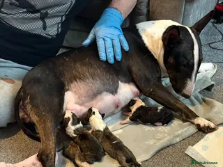 English Bull Terrier dogs 1x english bull terrier pup kc registered - Advert 1