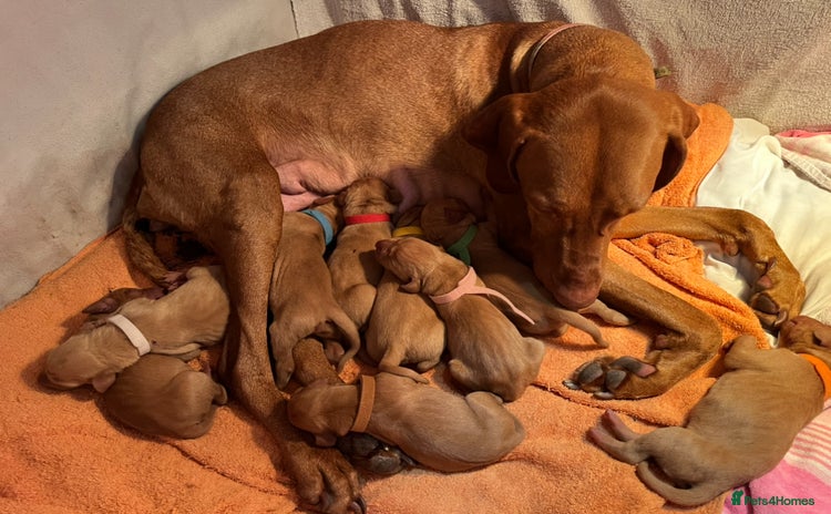 Hungarian Vizsla dogs - Advert 1