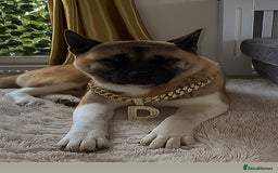 Akita dogs for sale: Diago  - Image 1
