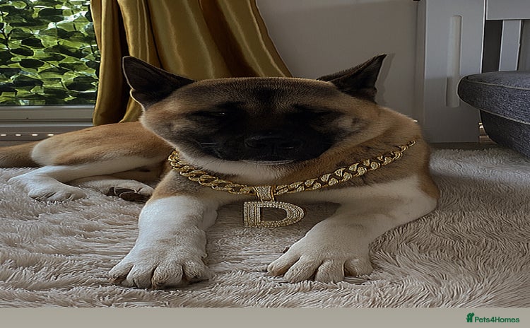 Akita dogs - Advert 14