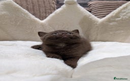 British Shorthair cats for sale: GCCF British Shorthair Chocolate&Lilac kittens - Image 3