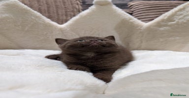 British Shorthair cats - Advert 1