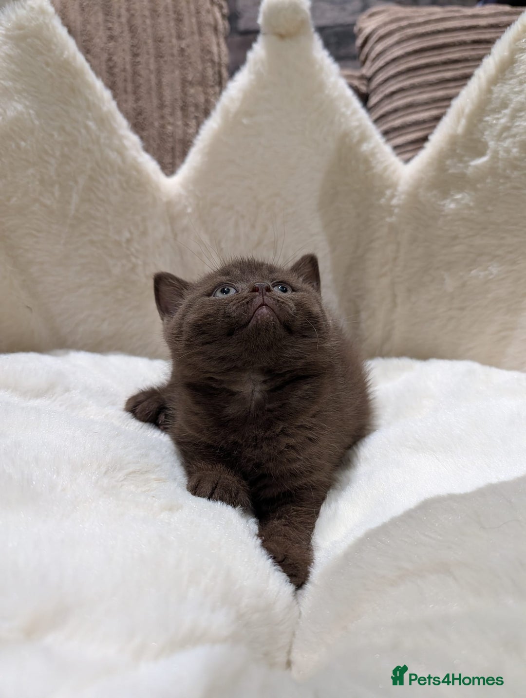 British Shorthair cats for sale: GCCF British Shorthair Chocolate&Lilac kittens - Image 3