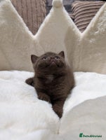 British Shorthair cats - Advert 1
