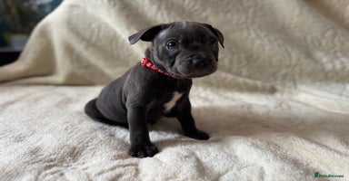 Staffordshire Bull Terrier dogs - Advert 12