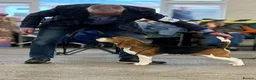 Beagle dogs for sale: Champion sired beagle puppies - Advert 8