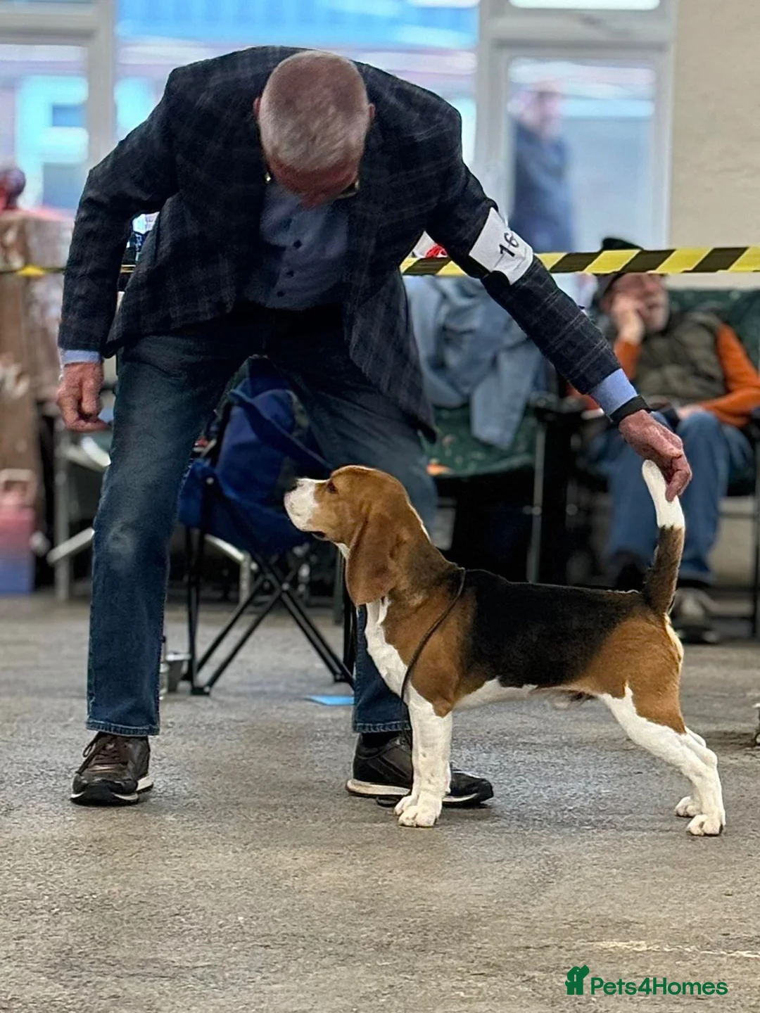 Beagle dogs for sale: Champion sired beagle puppies - Advert 8