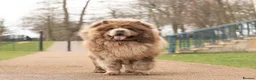 Chow Chow dogs for stud: lilac melre chow chow stud in Doncaster - Advert 2