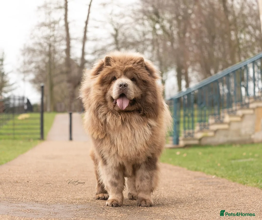Chow Chow dogs for stud: lilac melre chow chow stud in Doncaster - Advert 2
