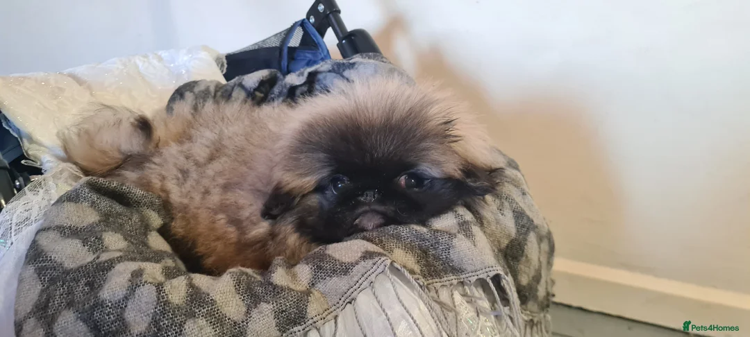 Pekingese dogs for sale: Pekingese puppys (Champion Bloodlines) - Advert 7