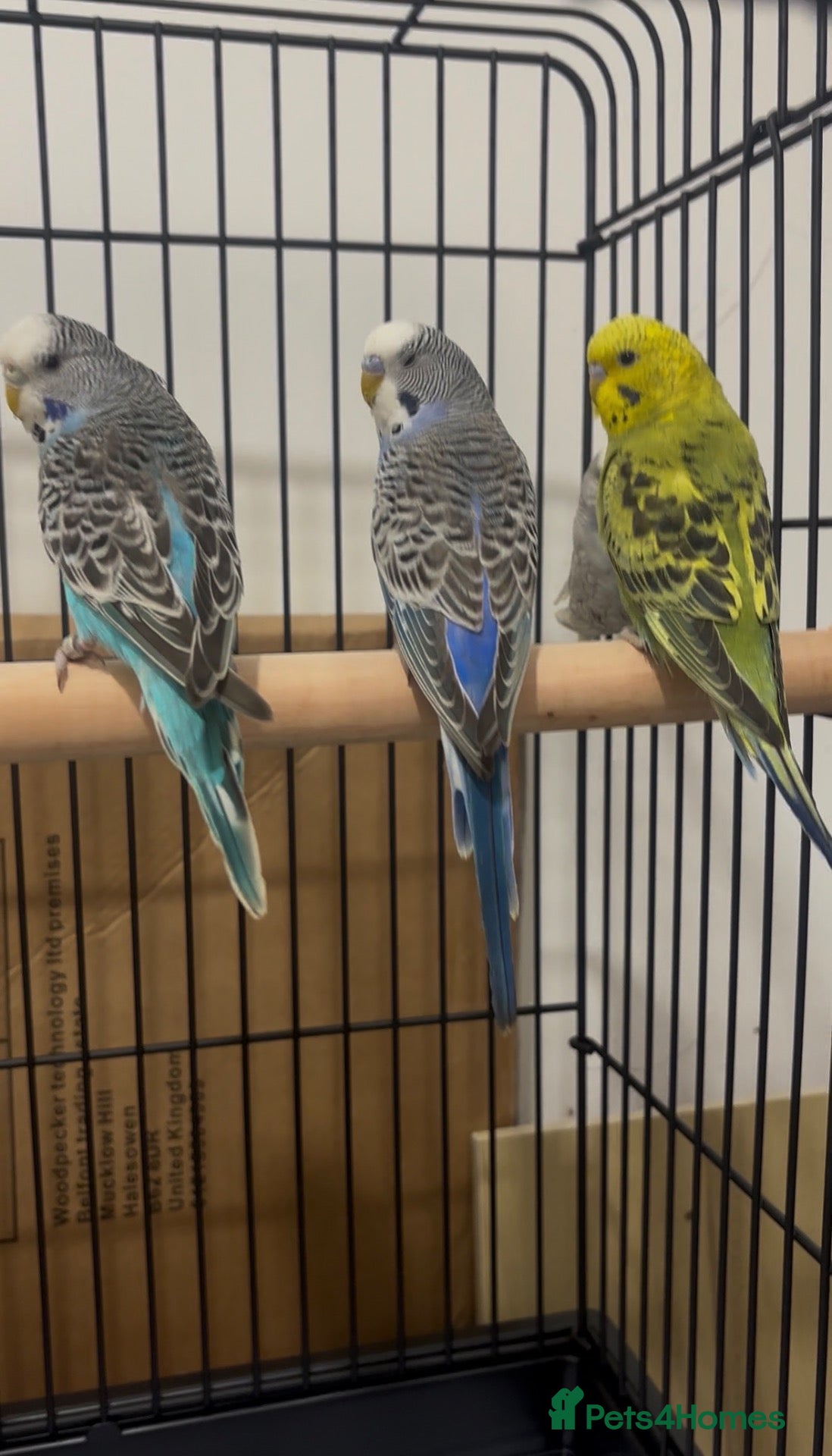 Budgerigars birds Baby Budgies available £75 a pair - Advert 1