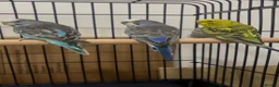 Budgerigars birds for sale: Baby Budgies available £75 a pair - Advert 1