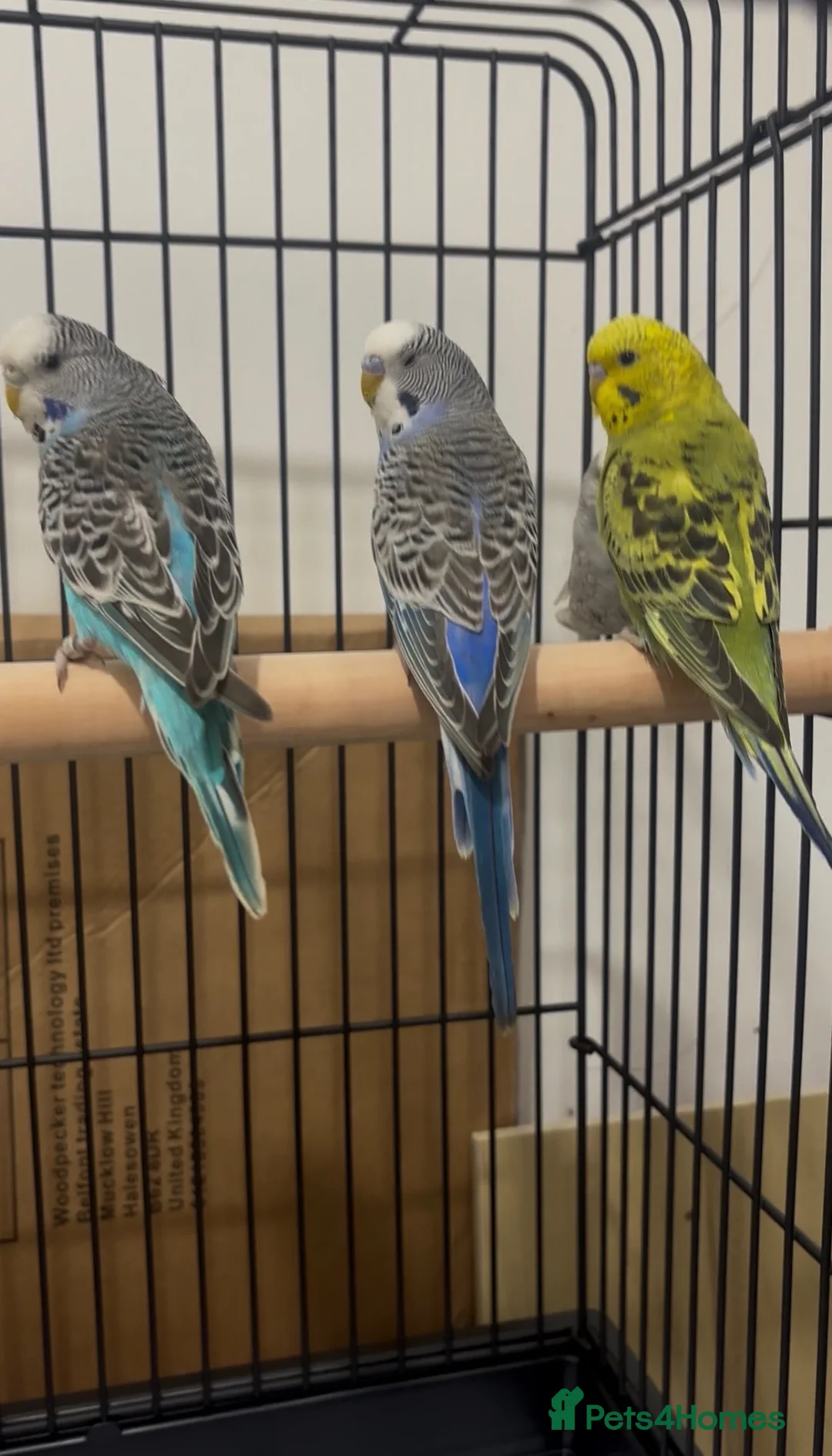 Budgerigars birds for sale: Baby Budgies available £75 a pair - Advert 1