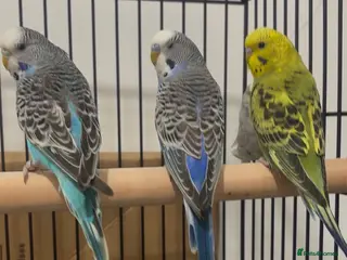 Budgerigars birds Baby Budgies available £75 a pair - Advert 1