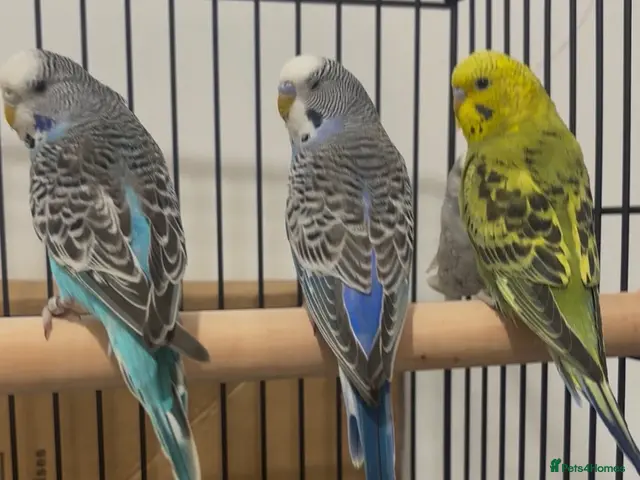 Budgerigars birds for sale: Baby Budgies available £75 a pair - Advert 1