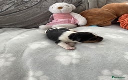 Jack Russell dogs for sale: Traditional jack Russell pups  - Image 6