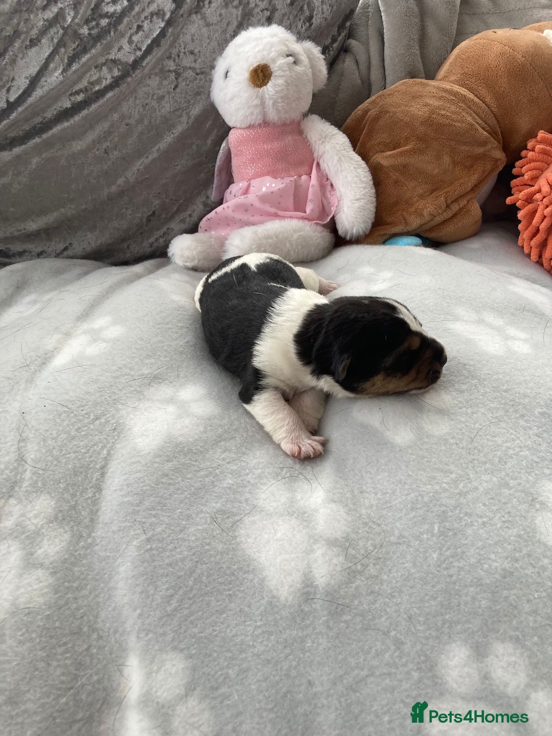 Jack Russell dogs for sale: Traditional jack Russell pups  - Image 6