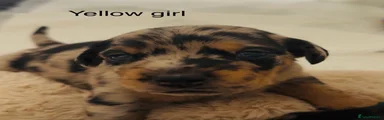 Mixed Breed Puppy 5