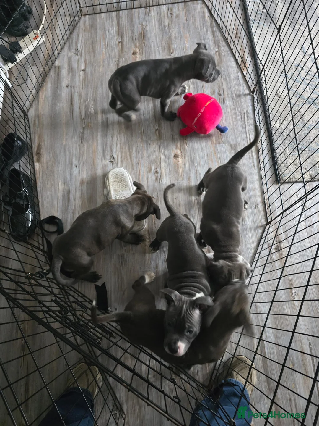 Staffordshire Bull Terrier dogs for sale: Blue staff pups  in Belfast - Advert 2