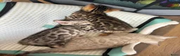 Bengal cats for sale: BEAUTIFUL BABY BENGALS FOR SALE  - Advert 14