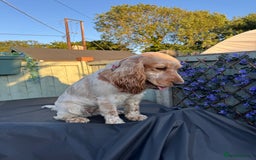 Cocker Spaniel dogs for sale: Peach 🍑❤️ - Image 3