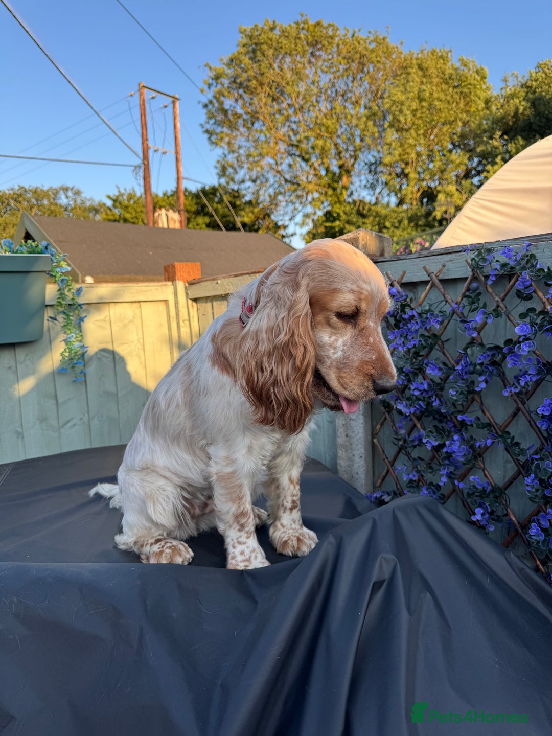 Cocker Spaniel dogs for sale: Peach 🍑❤️ - Image 3