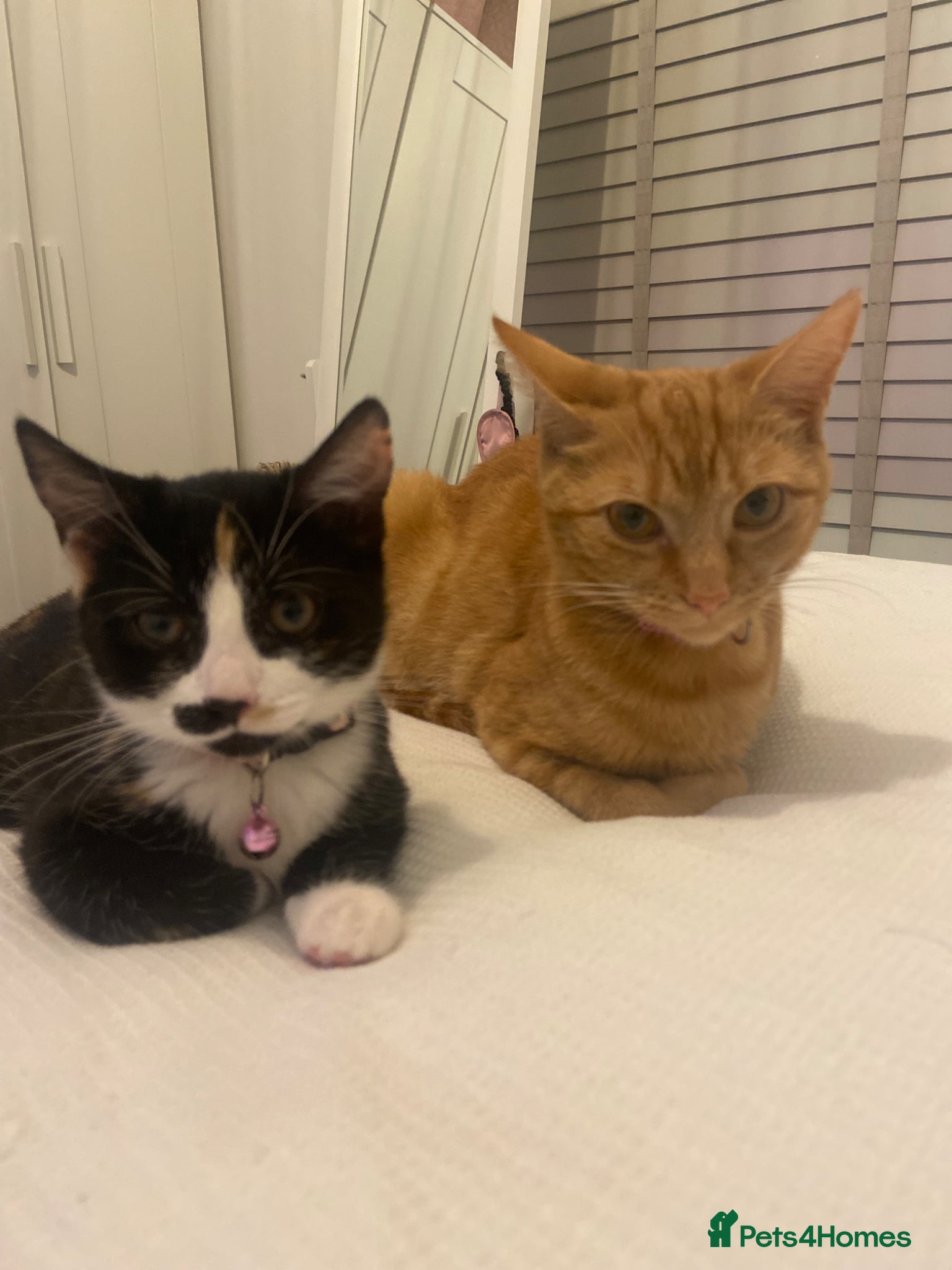 Mixed Breed cats Black and white email cat rehome  - Advert 2