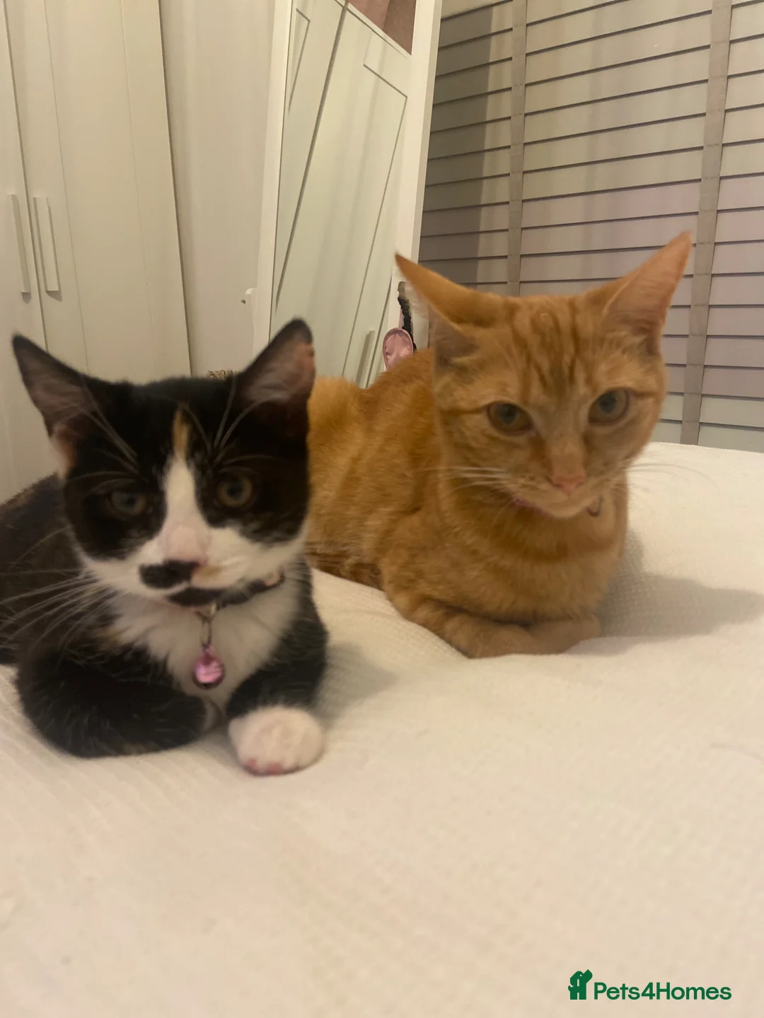 Mixed Breed cats for sale: Black and white email cat rehome  - Advert 1