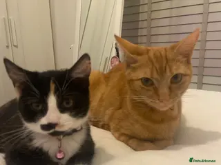 Mixed Breed cats Black and white female cat rehome - Advert 3