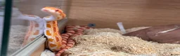 Corn Snake reptiles for sale: Corn snake  in Aylesbury - Advert 5