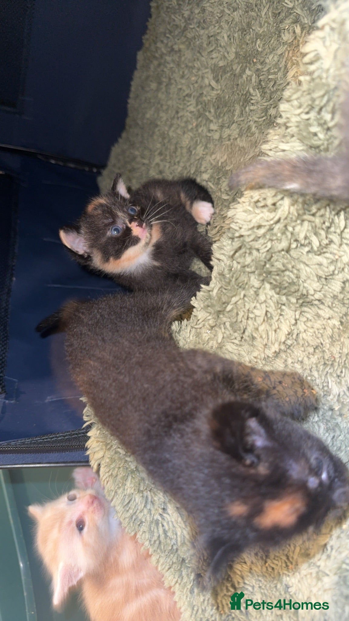 Mixed Breed cats for sale: 7 stunning kittens - Advert 2