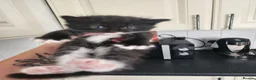 Mixed Breed cats for sale: Beautiful kittens  in Ashford - Advert 4