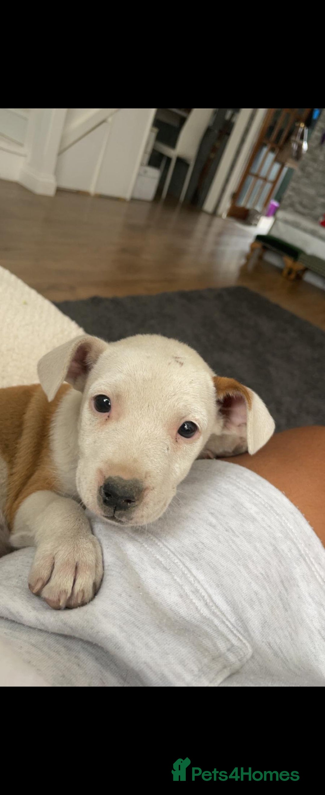 Mixed Breed dogs for sale: Female pup for sale  - Advert 2