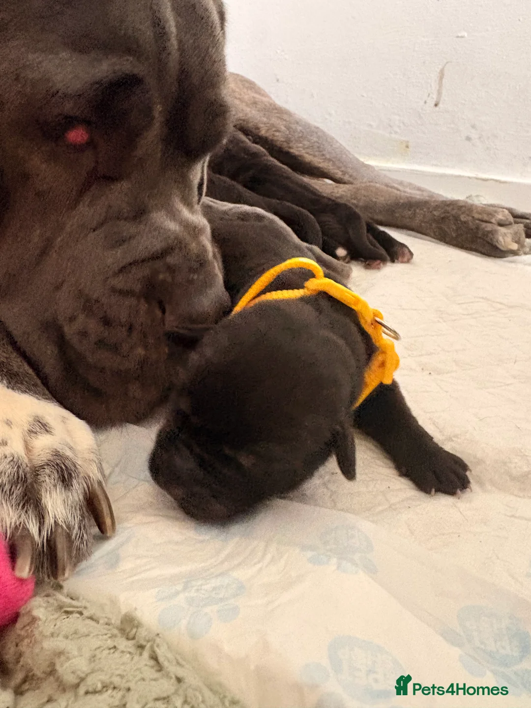 Cane Corso dogs for sale: 4 cane corso puppies for sale  in Sunderland - Advert 10