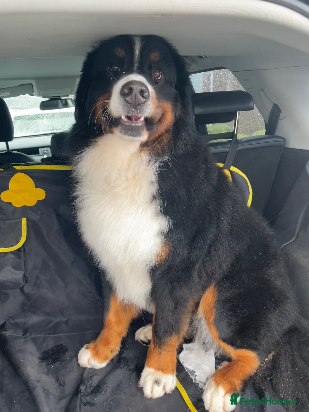 Bernese Mountain Dog dogs for sale: Family pets looking for forever home  - Advert 6