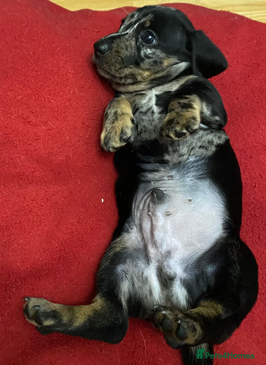 Miniature Dachshund dogs for sale: Beautiful Daches  - Advert 4