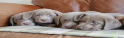 Labrador Retriever dogs for sale: Stunning Health Tested Silver Labrador Puppies - Advert 5